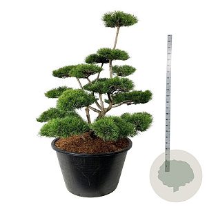 Pinus contorta 150-175 cm cont. 500L bonsai