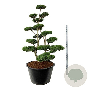 Pinus contorta 200-225 cm cont. 500L bonsai