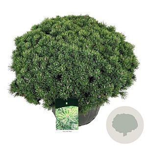 Pinus mugo 'Mops' 60-80 cm cont. 70L solitair