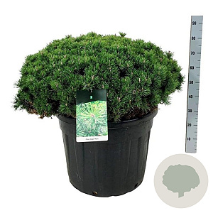 Pinus mugo 'Mops' 60-80 cm cont. 70L solitair