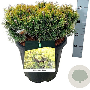 Pinus mugo 'Ophir' 30-40 cm 15L