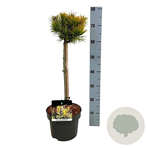 Pinus mugo 'Winter Gold' 40 cm stam 5,0L