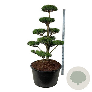 Pinus nigra nigra 150-175 cm cont. 285L bonsai