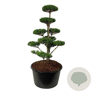 Pinus nigra nigra 150-175 cm cont. 285L bonsai