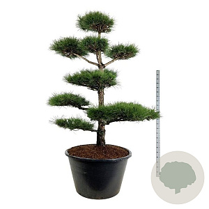 Pinus nigra nigra 200-225 cm cont. 500L bonsai