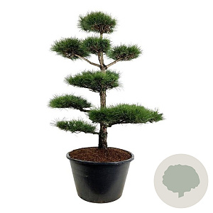 Pinus nigra nigra 200-225 cm cont. 500L bonsai