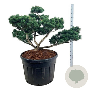 Pinus parv. 'Negishi' 80-100 cm cont. 180L bonsai