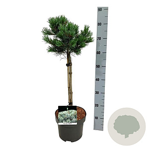 Pinus parv. 'Negishi' 40 cm stam 5,0L