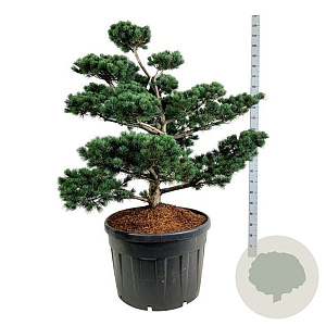 Pinus parv. 'Tempelhof' 100-125 cm cont. 180L bonsai