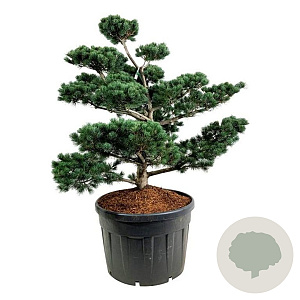 Pinus parv. 'Tempelhof' 100-125 cm cont. 180L bonsai