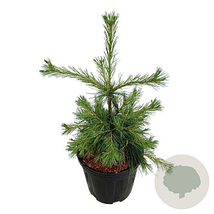 Pinus strobus 'Niagara Falls' 50-60 cm 15L