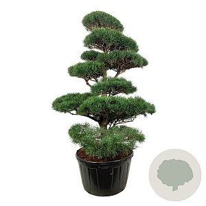 Pinus sylvestris 175-200 cm cont. 285L bonsai
