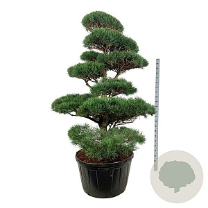 Pinus sylvestris 175-200 cm cont. 285L bonsai