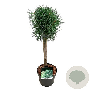 Pinus sylv. Blue Pearl 40 cm stam 5,0L
