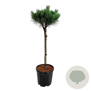 Pinus sylv. 'Nana' 70 cm stam 15L kroon 30-40