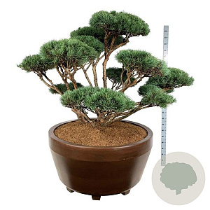 Pinus sylv. 'Watereri' 150-175 cm eigen wortel bonsai bronze