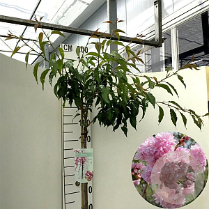 Prunus 'Kiku-shidare-zakura' 150 cm stam 10L