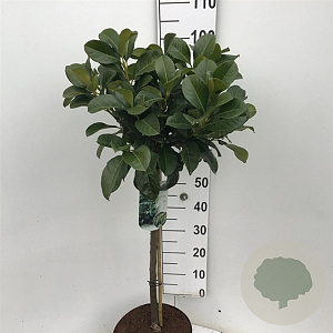 Prunus l. Etna 60 cm stam 10L