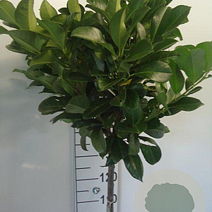 Prunus l. Etna 120 cm stam 10L