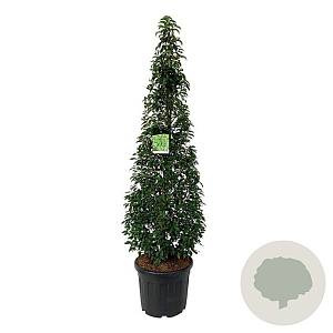 Prunus lusitanica 'Angustifolia' 175-200 cm cont. 55L piramide extra