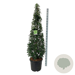 Prunus lusitanica 'Angustifolia' 175-200 cm cont. 55L piramide extra