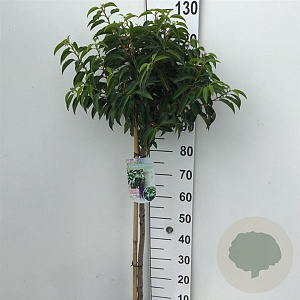 Prunus lusitanica 'Angustifolia' 80 cm stam 10L