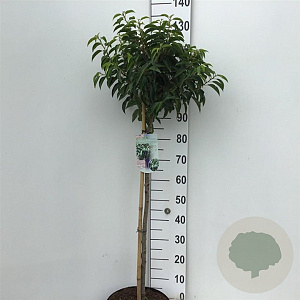Prunus lusitanica 'Angustifolia' 80 cm stam 10L