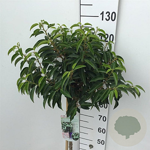Prunus lusitanica 'Angustifolia' 80 cm stam 10L