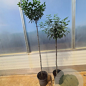 Prunus lusitanica 'Angustifolia' 90 cm stam 7,5L