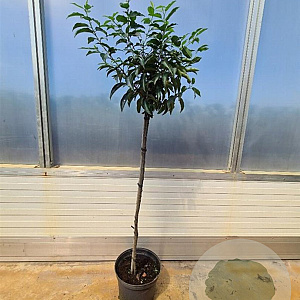 Prunus lusitanica 'Angustifolia' 90 cm stam 7,5L
