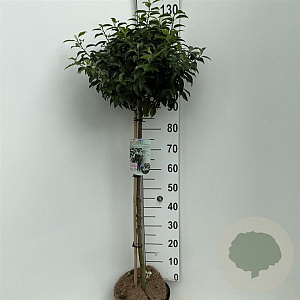 Prunus lusitanica 'Angustifolia' 90 cm stam 7,5L
