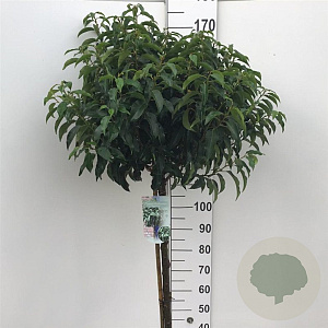 Prunus lusitanica 'Angustifolia' 120 cm stam 15L