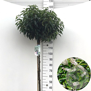 Prunus lusitanica 'Angustifolia' 120 cm stam 15L