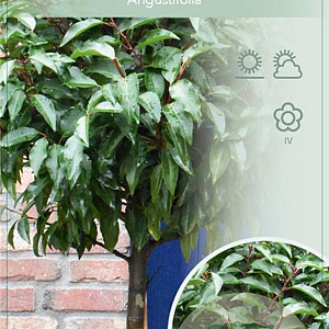 Prunus lusitanica 'Angustifolia' 120 cm stam 15L
