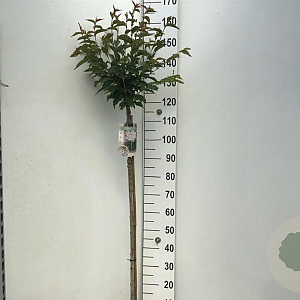 Prunus nipponica 'Brillant' 120 cm stam 7,5L
