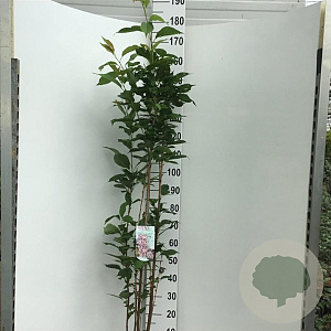 Prunus ser. 'Amanogawa' 125-150 cm 7,5L Gestokt