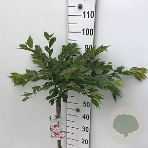 Prunus subh. 'Autumnalis Rosea' 60 cm stam 5,0L