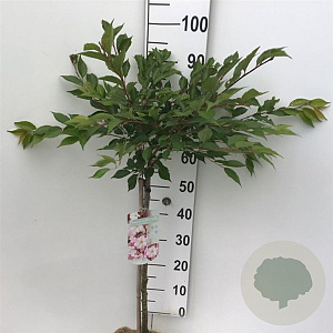 Prunus subh. 'Autumnalis Rosea' 60 cm stam 5,0L