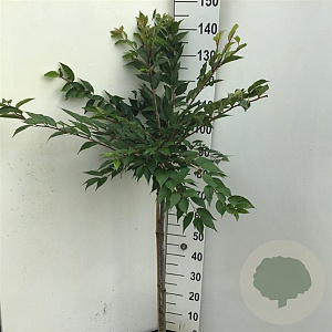 Prunus subh. 'Autumnalis Rosea' 90 cm stam 7,5L