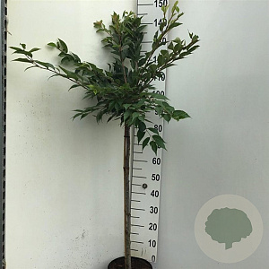 Prunus subh. 'Autumnalis Rosea' 90 cm stam 7,5L