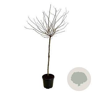 Prunus subh. 'Autumnalis Rosea' 120 cm stam 30L extra