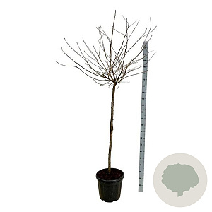 Prunus subh. 'Autumnalis Rosea' 120 cm stam 30L extra