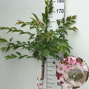Prunus subh. 'Autumnalis Rosea' 125 cm stam 7,5L