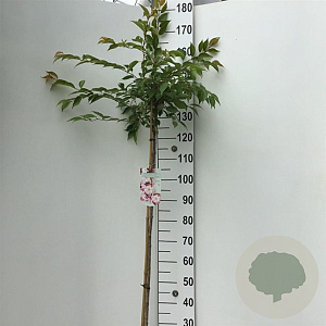 Prunus subh. 'Autumnalis Rosea' 125 cm stam 7,5L