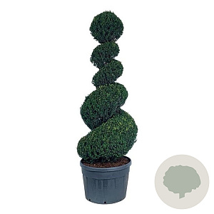 Taxus baccata 200-225 cm cont. 180L spiraal