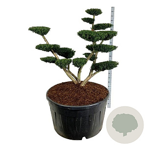 Taxus media 'Densiformis' 150-175 cm cont. 500L bonsai