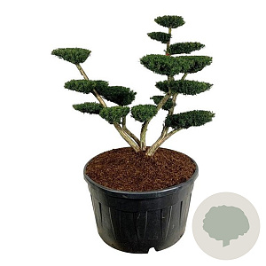 Taxus media 'Densiformis' 150-175 cm cont. 500L bonsai