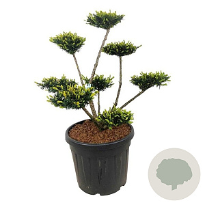 Taxus media 'Farmen' 80-100 cm 45L bonsai