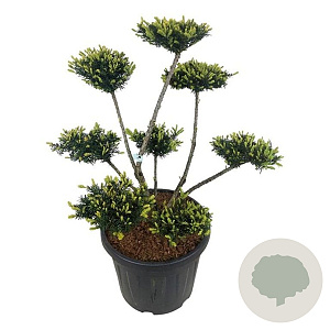 Taxus media 'Farmen' 80-100 cm 45L bonsai