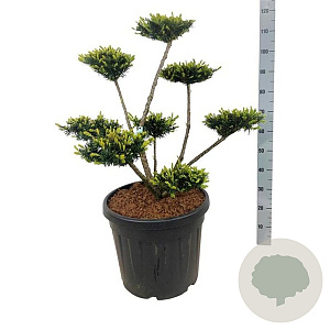 Taxus media 'Farmen' 80-100 cm 45L bonsai